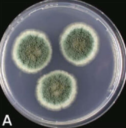12-Aspergillusclavatus-2