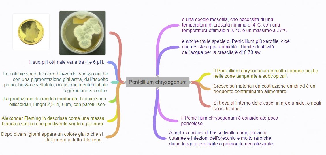 Penicillium digitatum osservato al microscopio