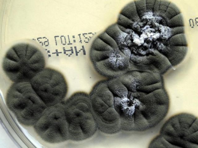 18-Cladosporiumcladosporioides-1