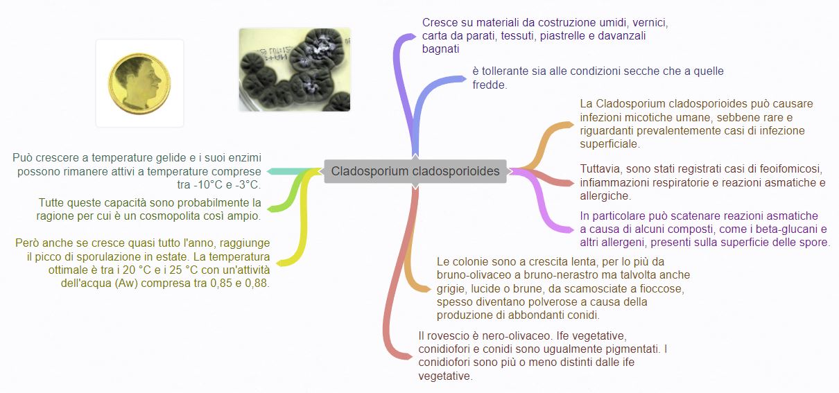 18-Cladosporiumcladosporioides-3