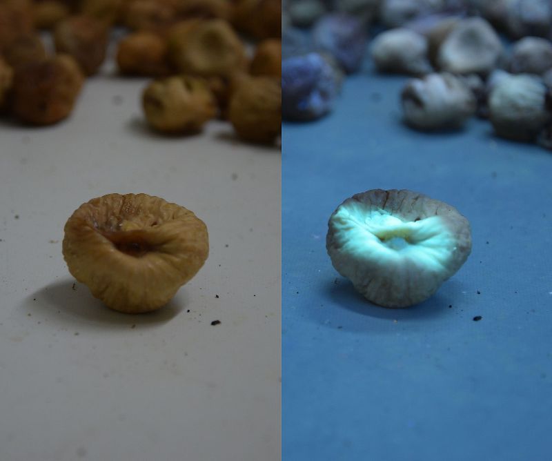 Muffa su parete domestica che produce micotossine