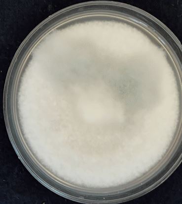 Aspergillus fischeri-2