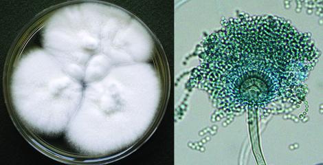 Aspergillus_fischeri.jpg
