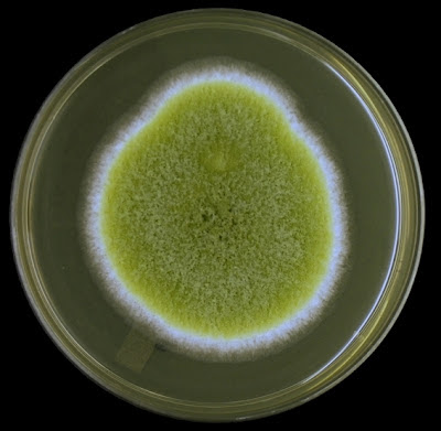 Aspergillus flavus-2