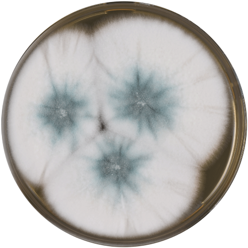 Aspergillus_lentulus-2.png
