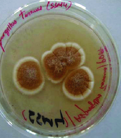 Aspergillus_terreus-2.png