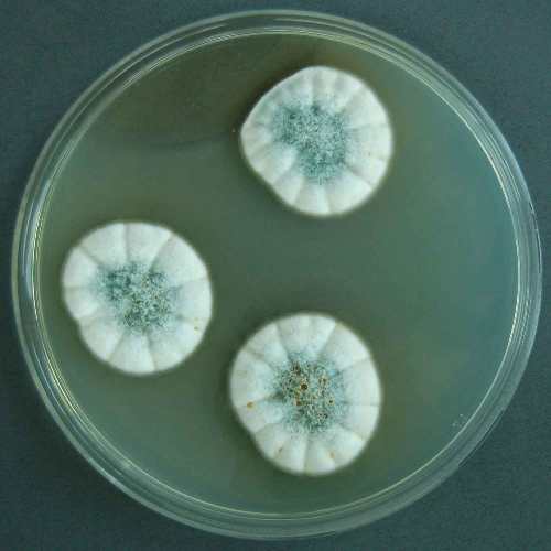 Aspergillus_versicolor-2.jpg