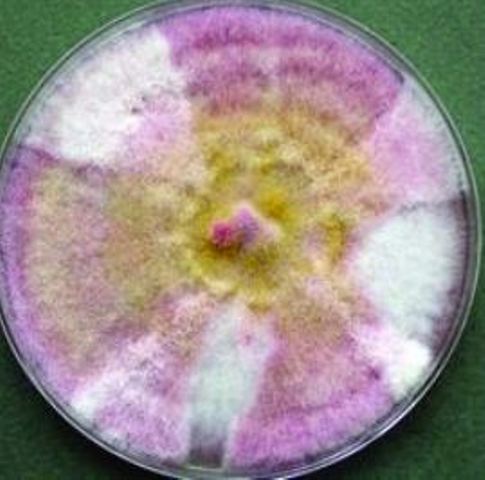 Fusarium Chlamydosporum