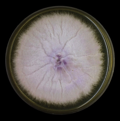 Fusarium Oxysporum