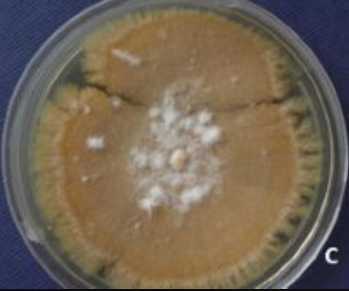 Fusarium_dimerum.jpg