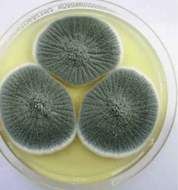 Colonia di Penicillium crustosum &ndash; bianca o verde opaco polverosa con conidi robusti