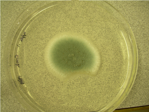 Penicillium_digitatum-2.png
