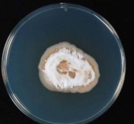 Sarocladium strictum-2