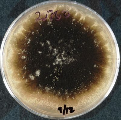 Stachybotrys chartarum-2