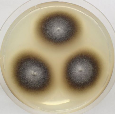 Stachybotrys chartarum