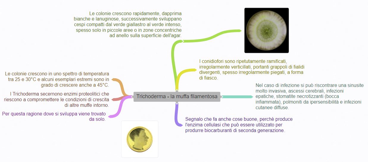 Distribuzione Trichoderma ambienti domestici