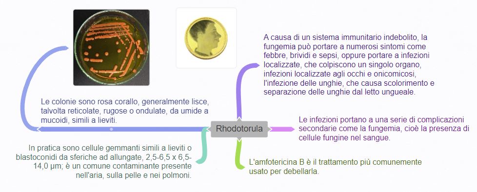 Mappa distribuzione Rhodotorula