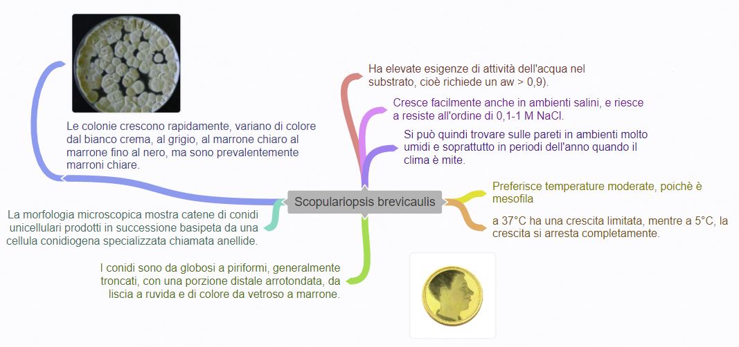 Mappa di distribuzione Scopulariopsis brevicaulis